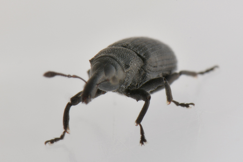 Curculionidae: Magdalis armigera